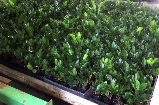 On-Site Propagation
